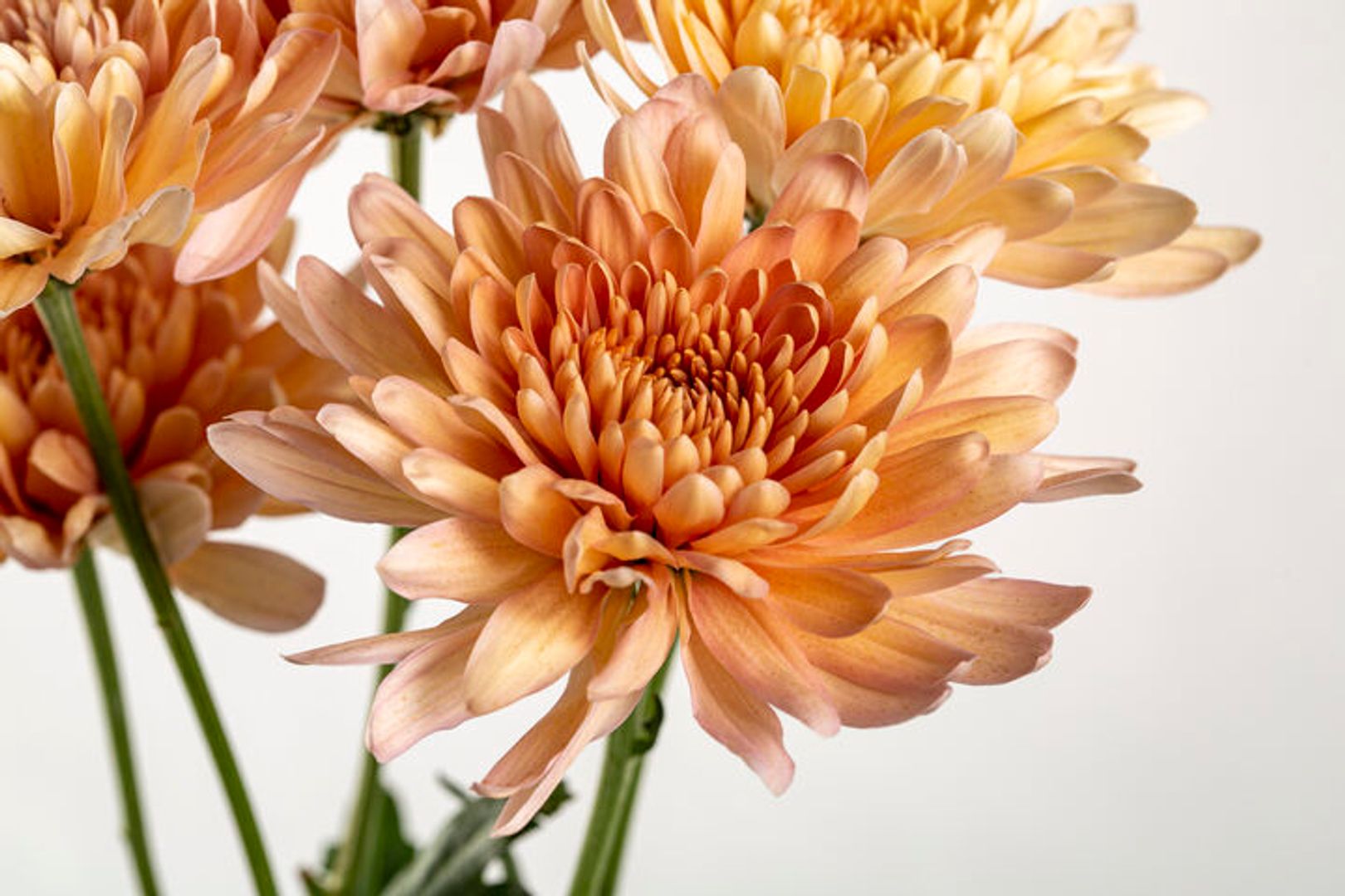 Fresh Flower | Wholesale Flowers & Supplies